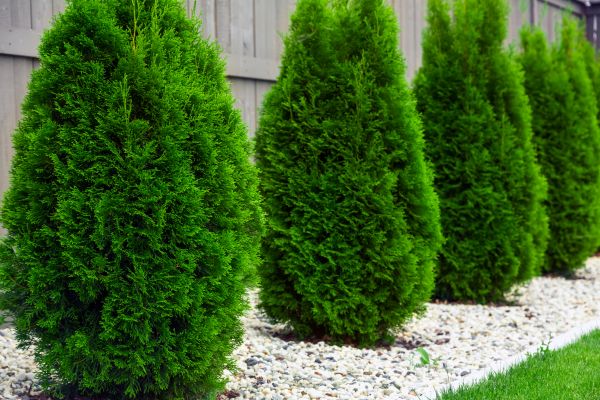 Arborvitae Planting in Mesa