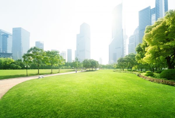 Commercial Landscape Maintenance in Mesa