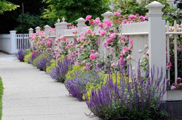 Garden Handyman Service in Mesa