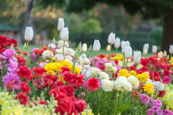 Gardening Service in Mesa