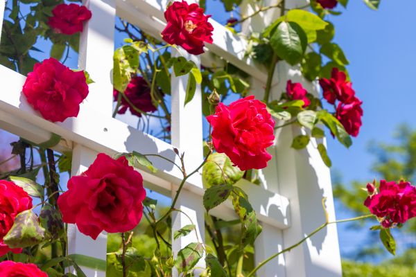 Home Gardening Service in Mesa
