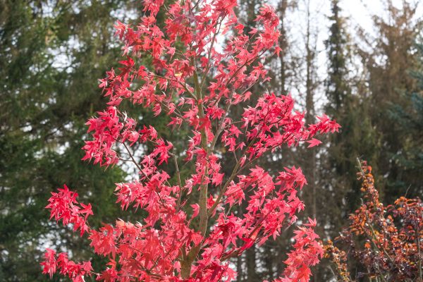 Japanese Maple Planting in Mesa