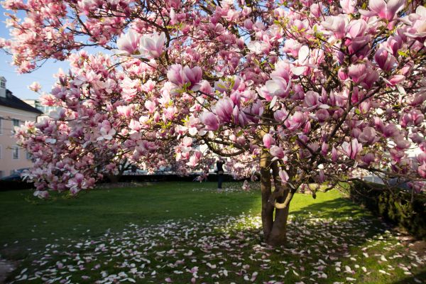 Magnolia Tree Planting in Mesa
