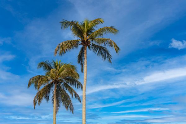 Palm Tree Planting in Mesa