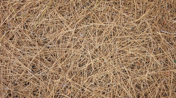 Pine Needles Delivery in Mesa