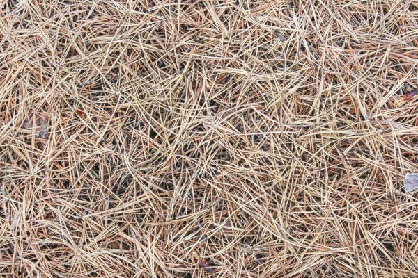 Pine Straw Installation in Mesa
