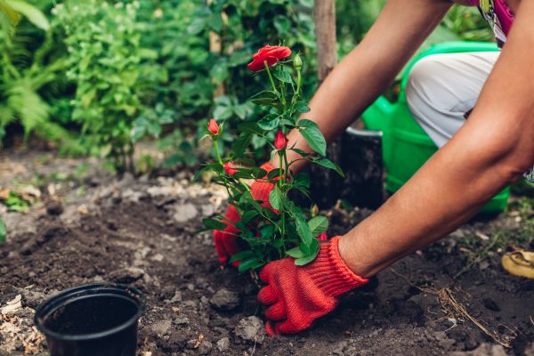 Planting Service in Mesa