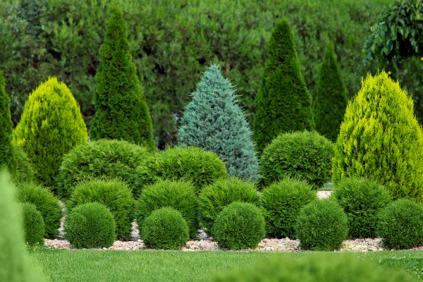Shrub Replacement in Mesa