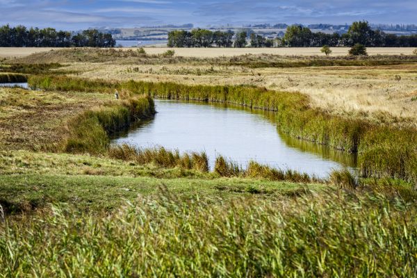 Swale Landscaping in Mesa