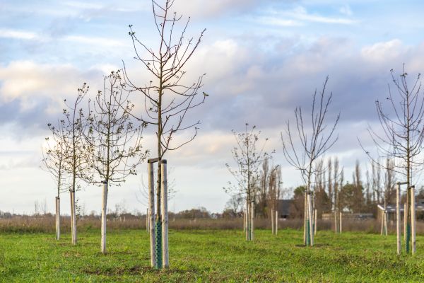 Tree Installation Service in Mesa