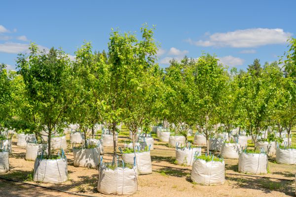 Tree Planting Service in Mesa