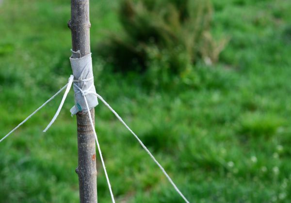 Tree Staking Service in Mesa