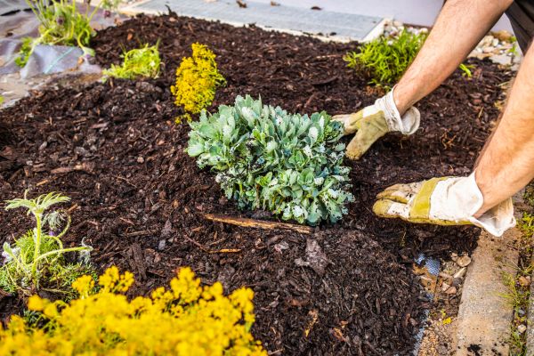 Weeding And Mulching in Mesa