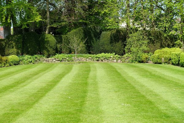 Lawn Renovation in Mesa