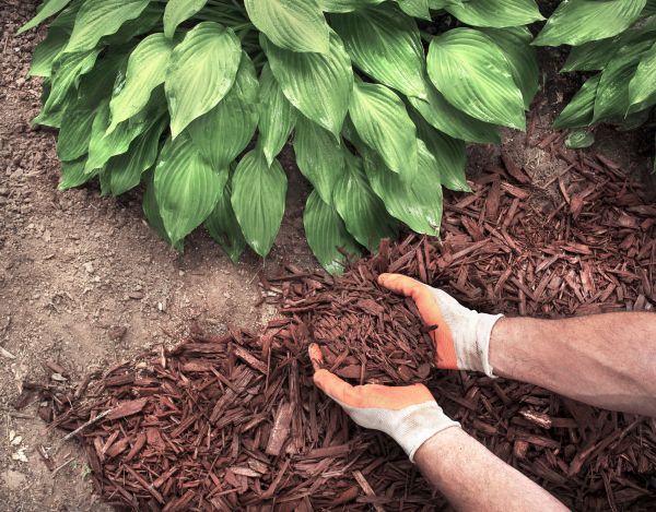 Shredded Mulch Service in Mesa