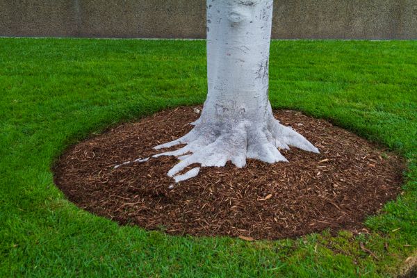 Brown Mulch Installation in Mesa