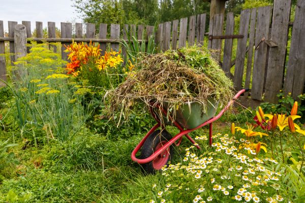 Garden Cleanup Service in Mesa
