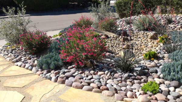 Xeriscape Landscaping in Mesa