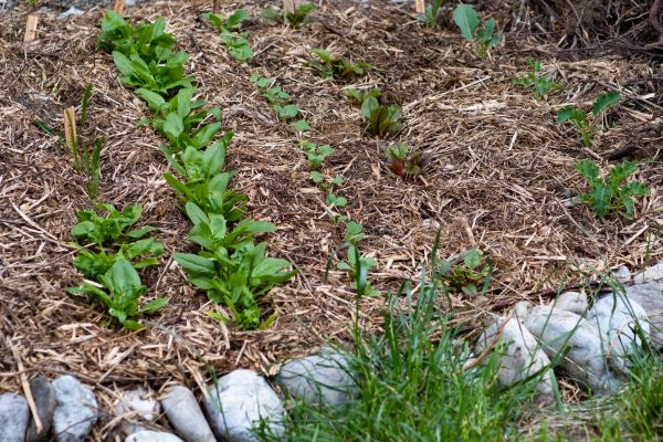 Mulch Service in Mesa