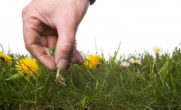 Lawn Weeding in Mesa
