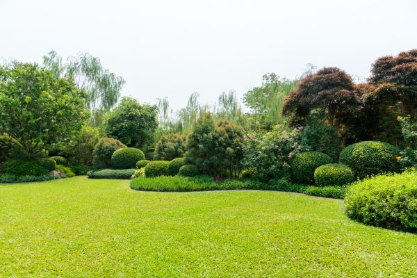 Tree Landscaping in Mesa