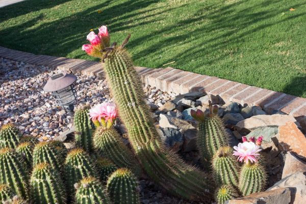 Desert Landscaping in Mesa