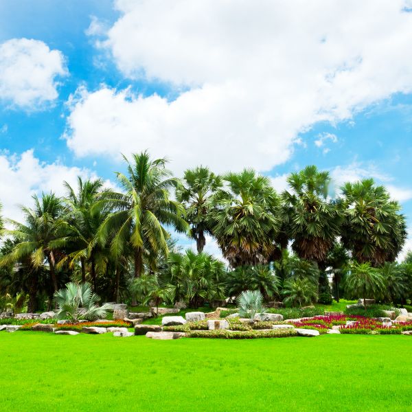 Tropical Landscaping in Mesa