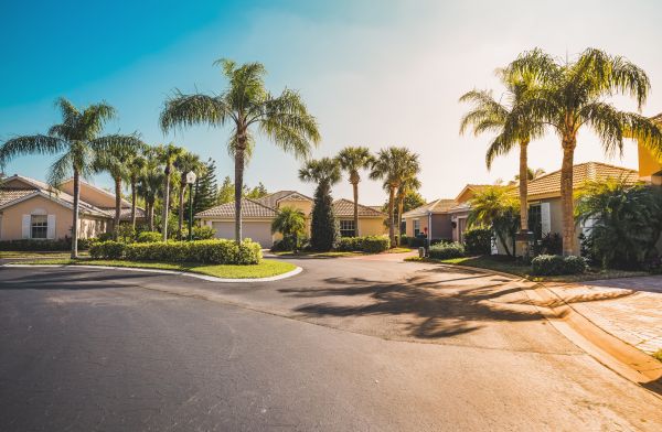 Palm Tree Landscaping in Mesa
