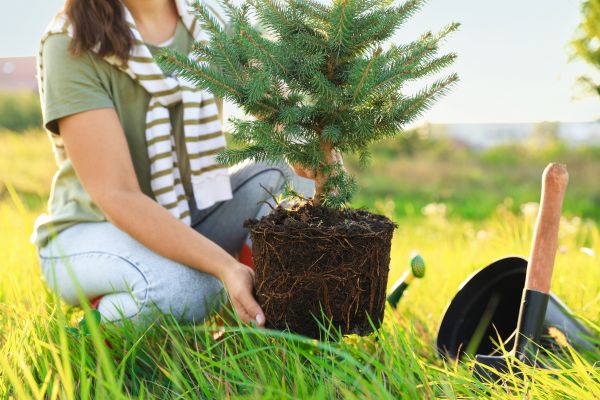 Spruce Tree Planting in Mesa
