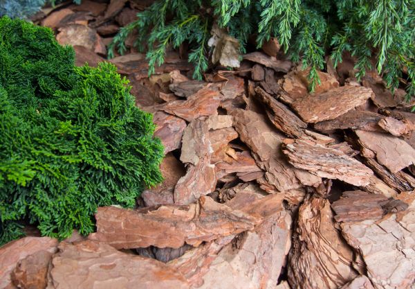 Pine Bark Installation in Mesa