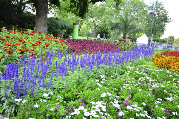 Perennials Planting in Mesa