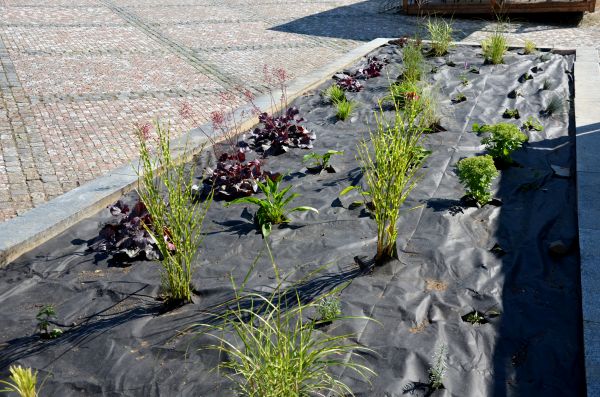 Landscape Fabric Installation in Mesa