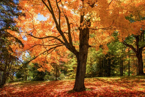 Maple Tree Planting in Mesa