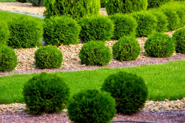 Bush Installation in Mesa