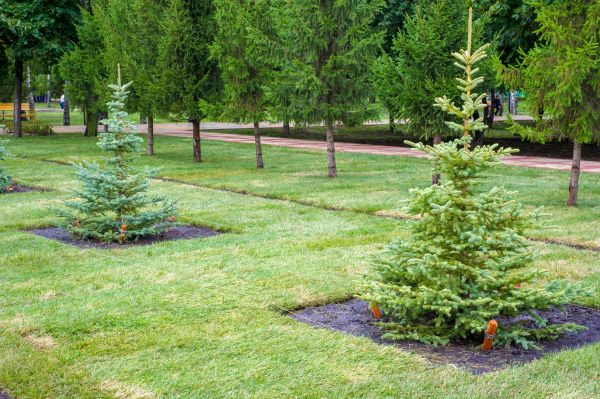 Privacy Trees Planting in Mesa
