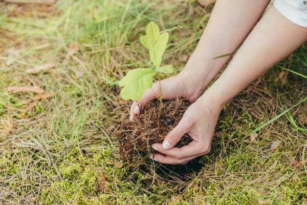 Oak Tree Planting in Mesa
