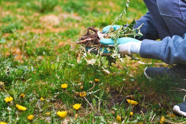 Flower Bed Clearing in Mesa