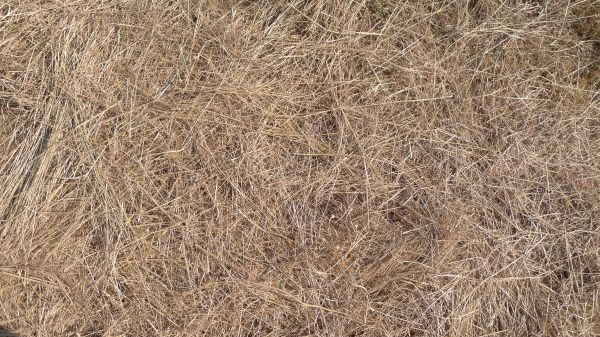 Pine Straw Replacement in Mesa