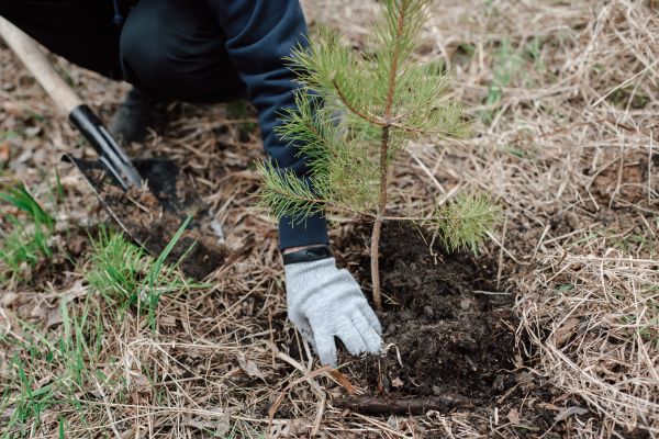 Pine Tree Planting in Mesa