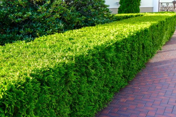 Hedge Installation in Mesa