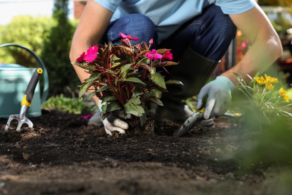 Plant Replacement in Mesa