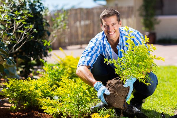 Shrub Landscaping in Mesa