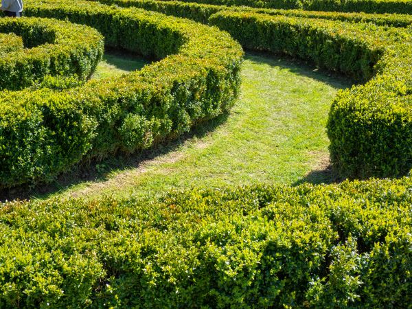 Bush Landscaping in Mesa