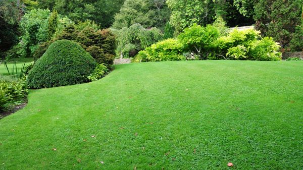 Commercial Landscape Design in Mesa
