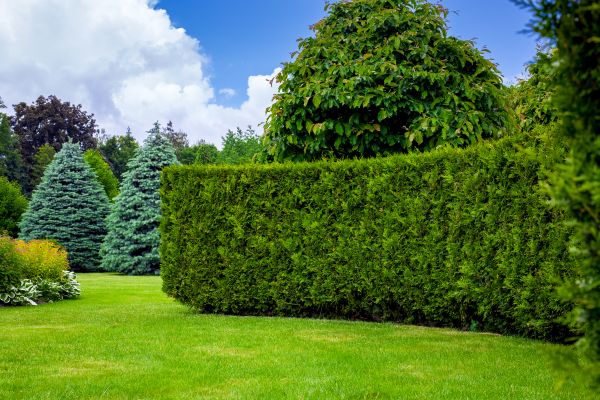 Hedge Landscaping in Mesa