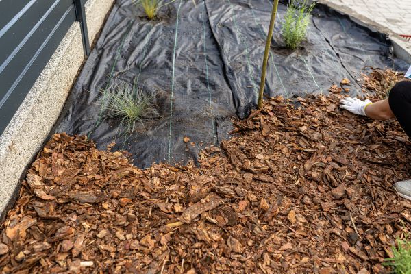 Pine Bark Spreading in Mesa