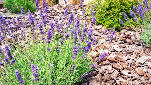 Pine Bark Landscaping in Mesa