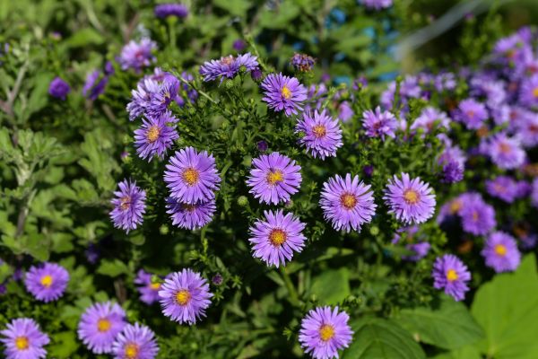 Perennial Flower Planting in Mesa