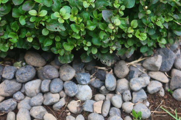 River Stone Installation in Mesa