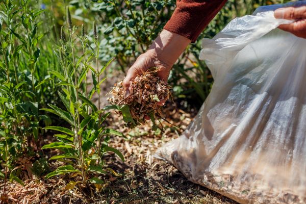 Wood Mulch Installation in Mesa